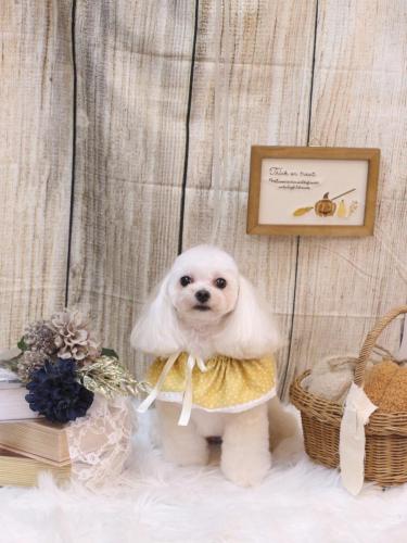 20241023シェリーちゃん